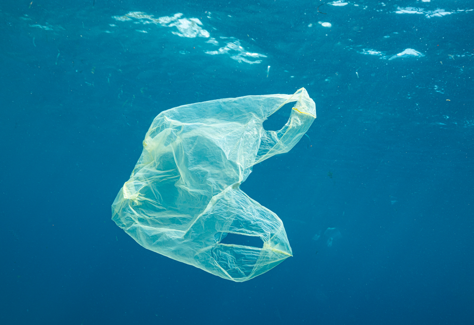 A plastic bag floats in the ocean