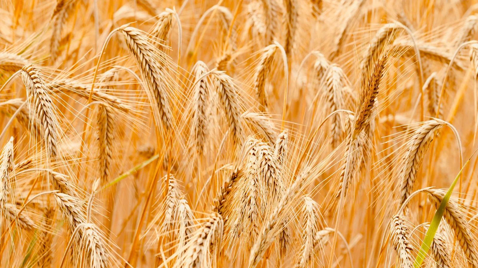 Close-up of wheat field