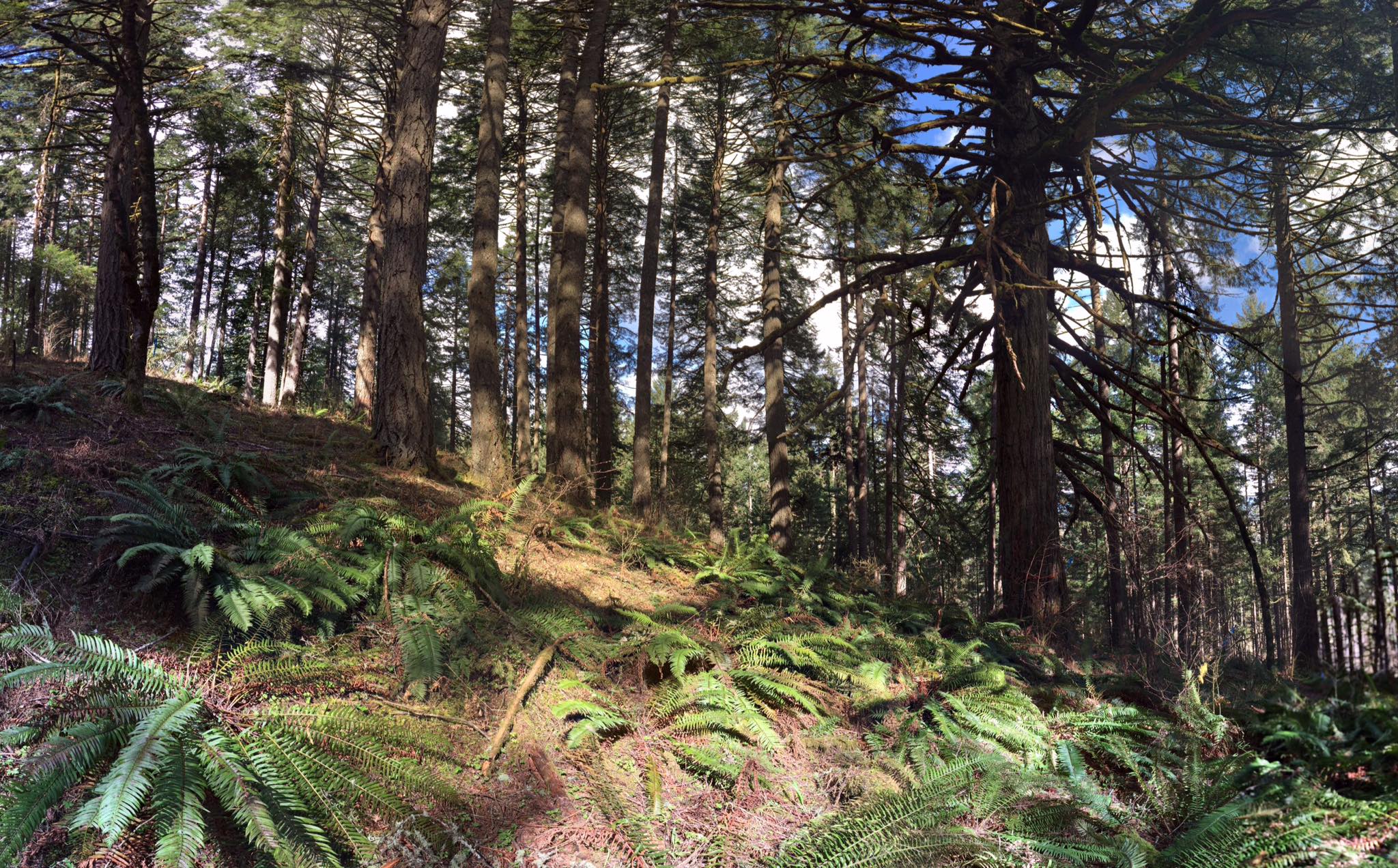 Nails Creek forest in Oregon