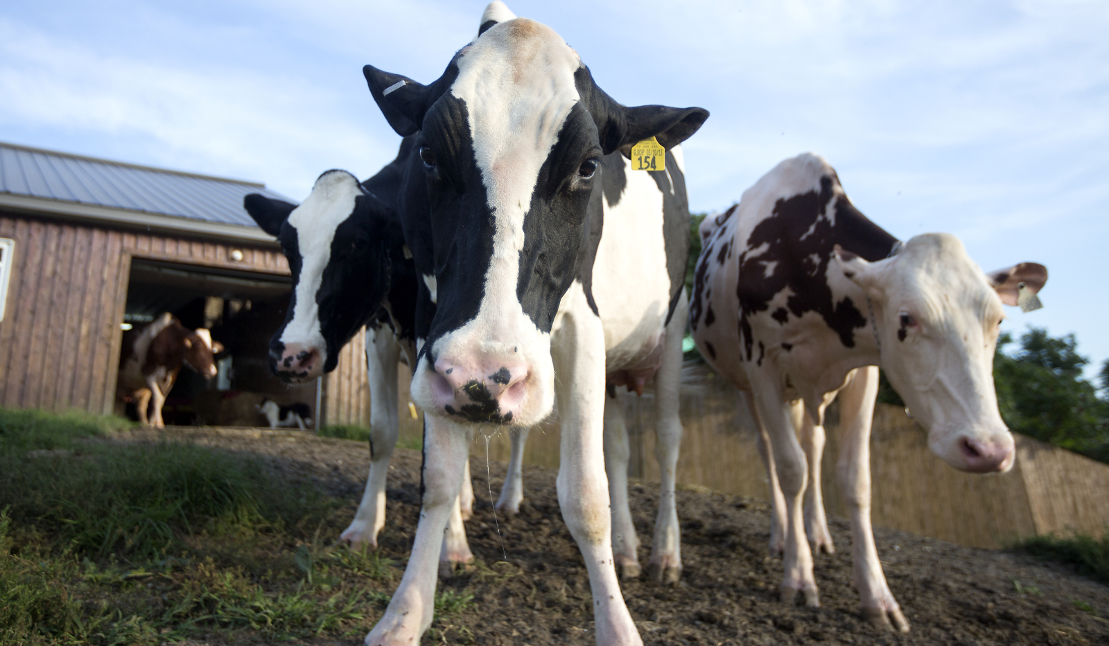 A black and white cow stares ahead while other cows stand behind it