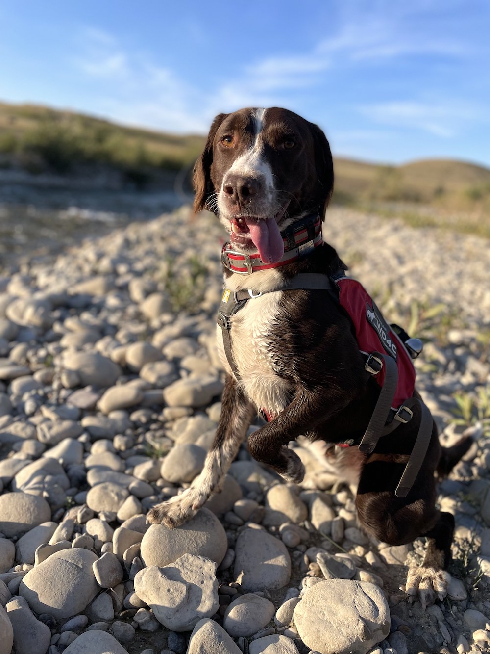 a brown dog with its tongue hanging out on rocks