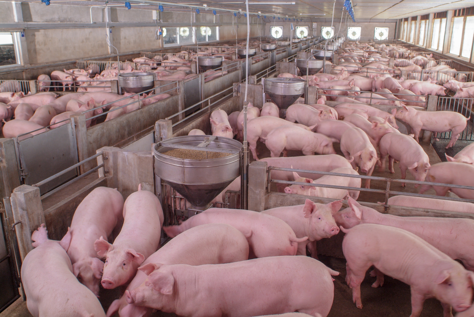 An indoor farms lots of pigs, corralled in different stalls