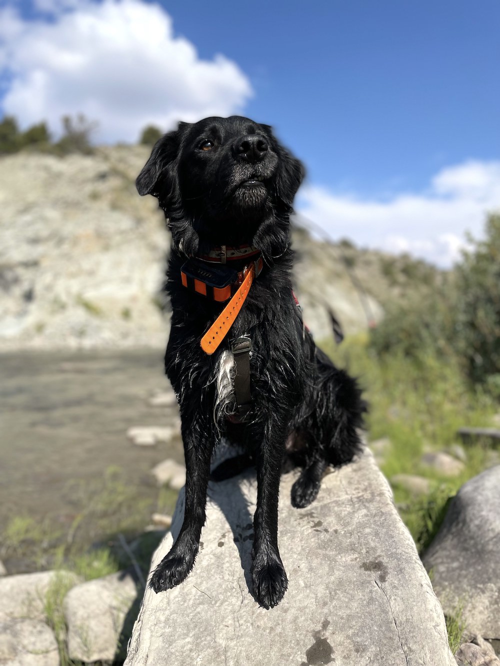 a black dog with an orange-red collar