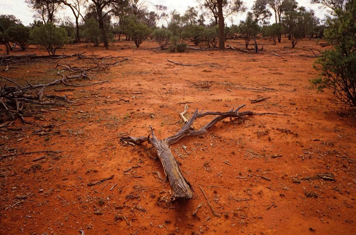 Soil degradation from overstocking, Ground cover has been removed, exposing fragile soil to wind and water erosion. Selective grazing pressure favouring ground herbs and leaving woody shrubs, plus altered fire regimes reducing burns to preserve the little ground cover available, has promoted dominance of woody weeds like those in background: Turpentine (Eremophila sturtii) and Emu bush (Eremophila duttonii). Far western New South Wales, Australia.