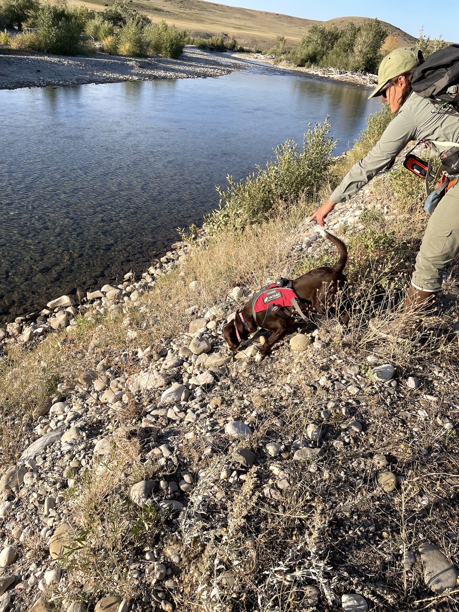 dog sniffs dirt near water