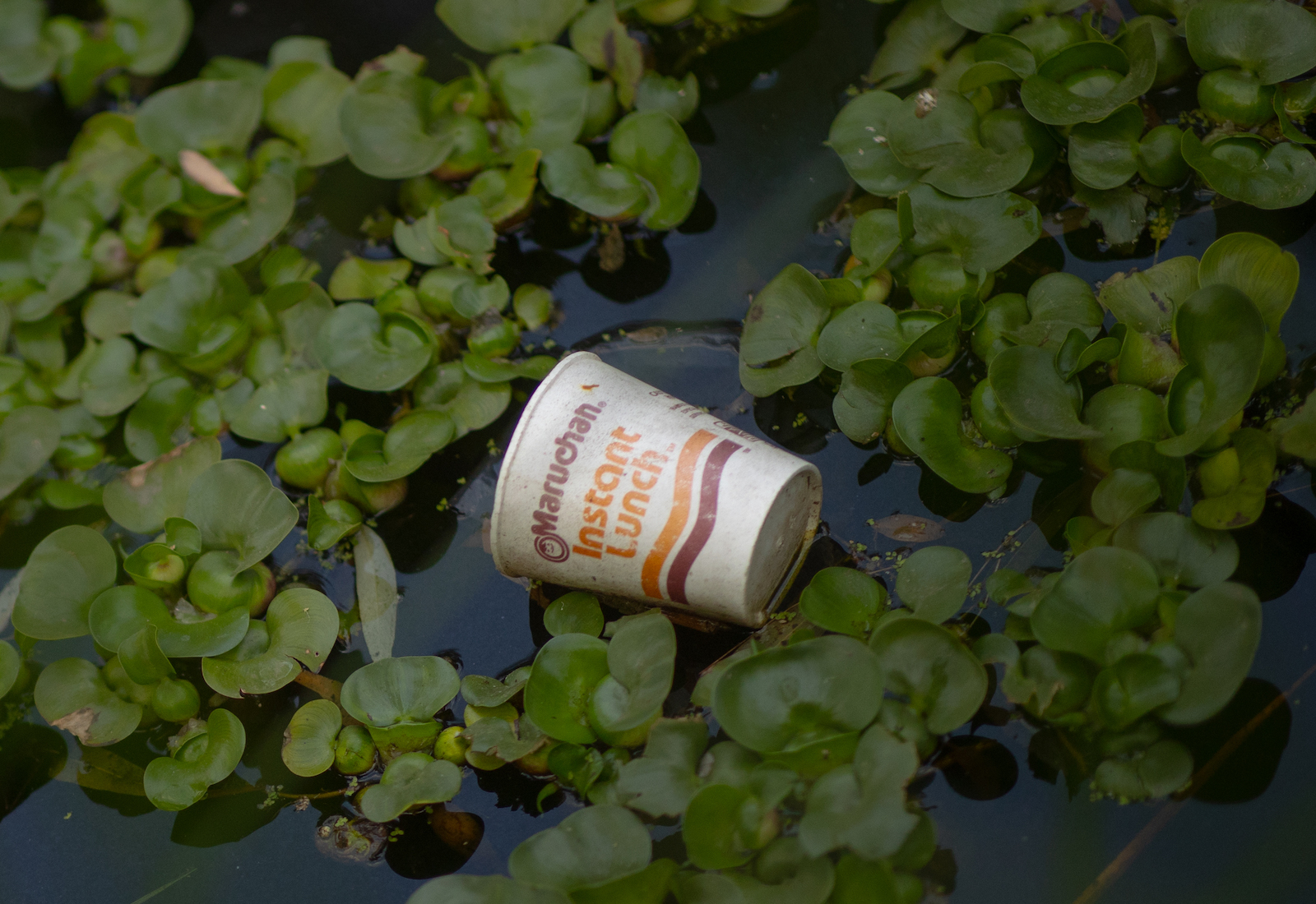 A polystyrene ramen cup floats in a pond