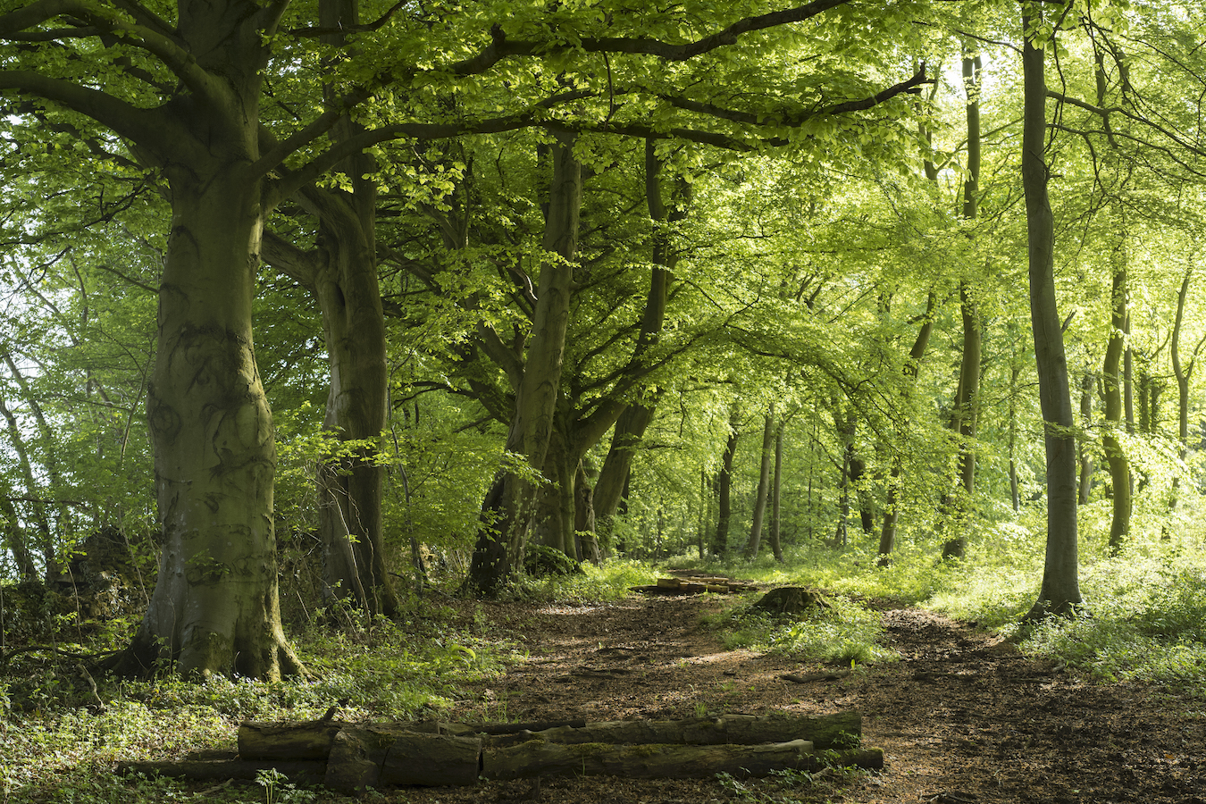 Woodland path with tree trunk in the foreground and beech trees with bright green leaves forming a canopy