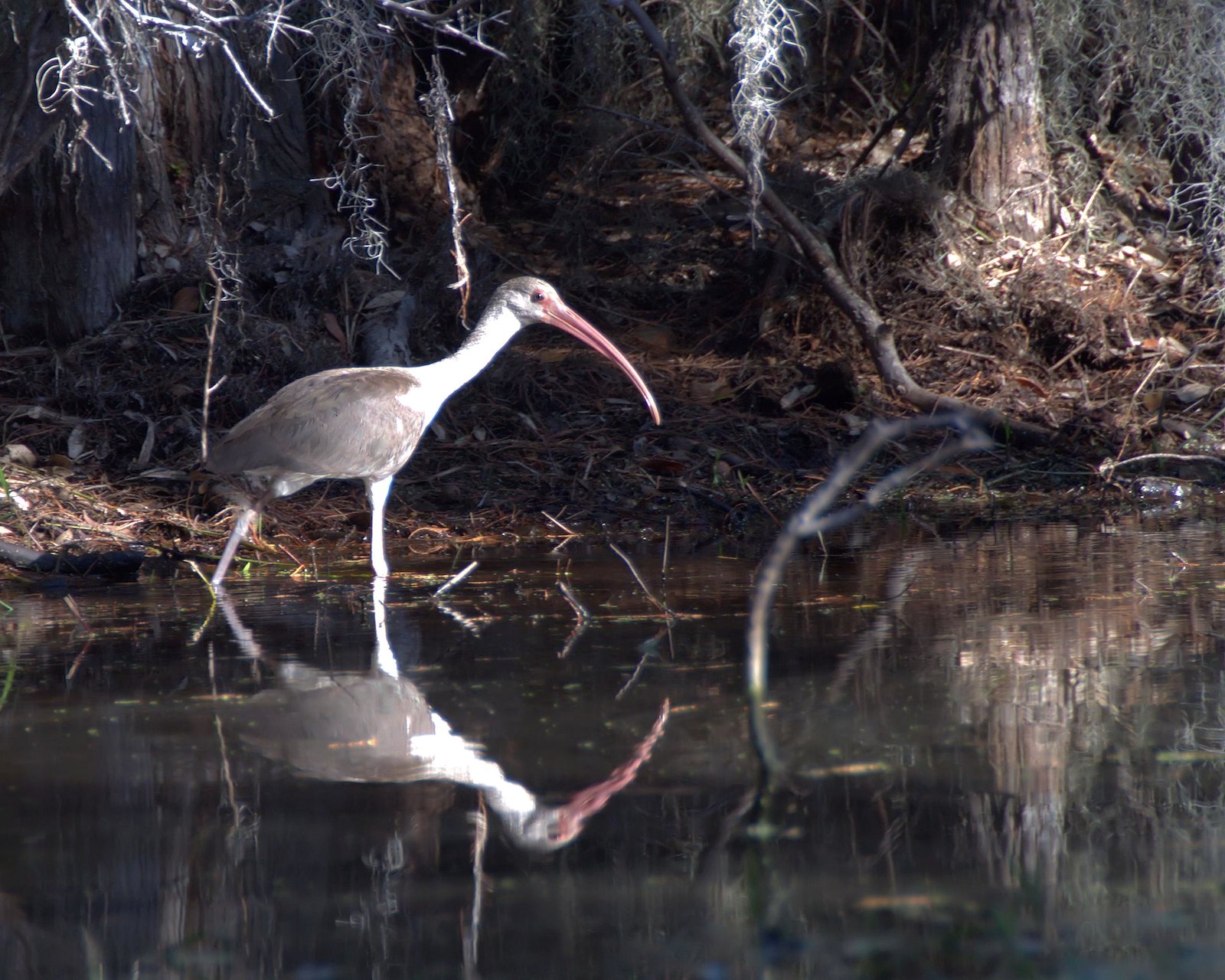 a white bird with a long orange beak steps into shallow waters