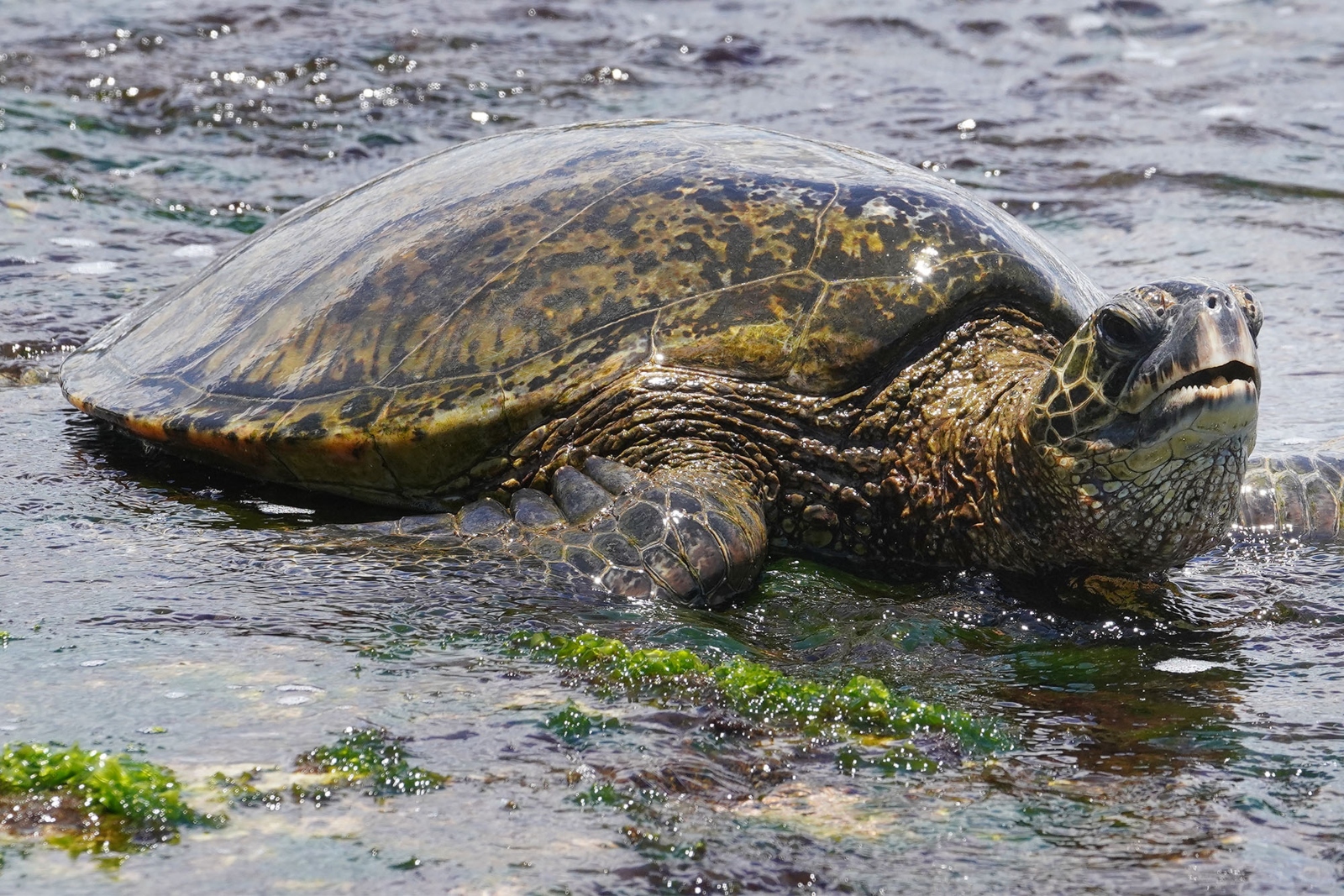 A Hawaiian green turtle lounges on the beach in Hawaii.