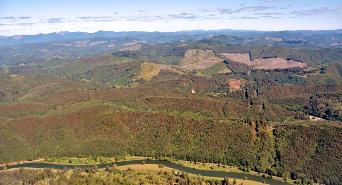 An image taken from the air of rolling green forests interrupted by swathes of brown, dying trees.