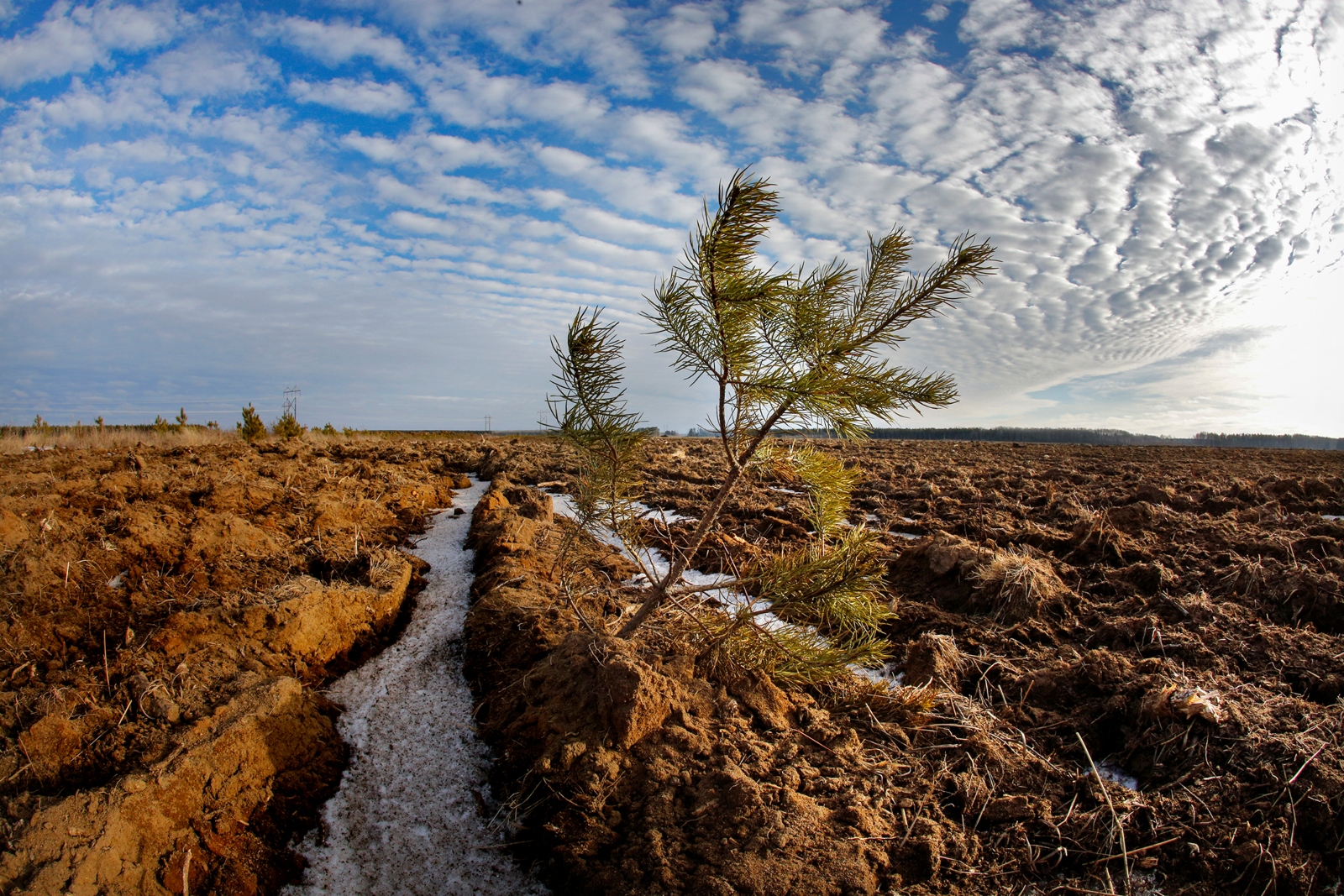 A lone, skinny pine tree sways on the banks of a stream in the middle of a prairie.