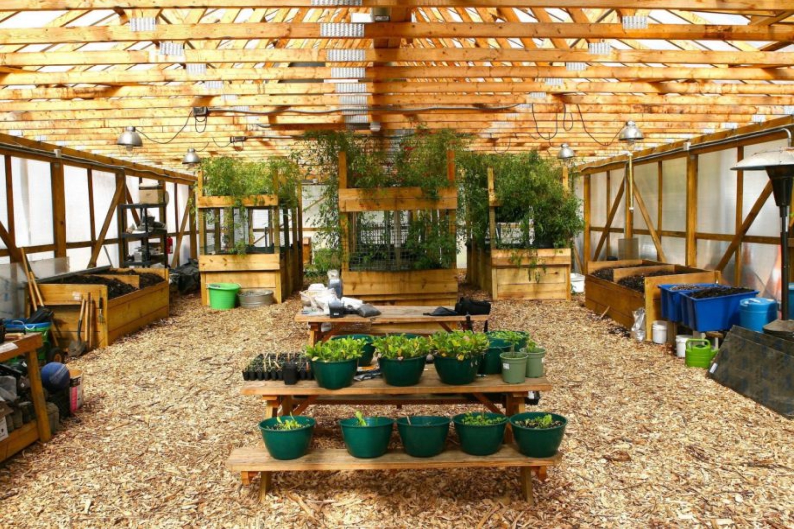 Inside a wood building filled with green plants.