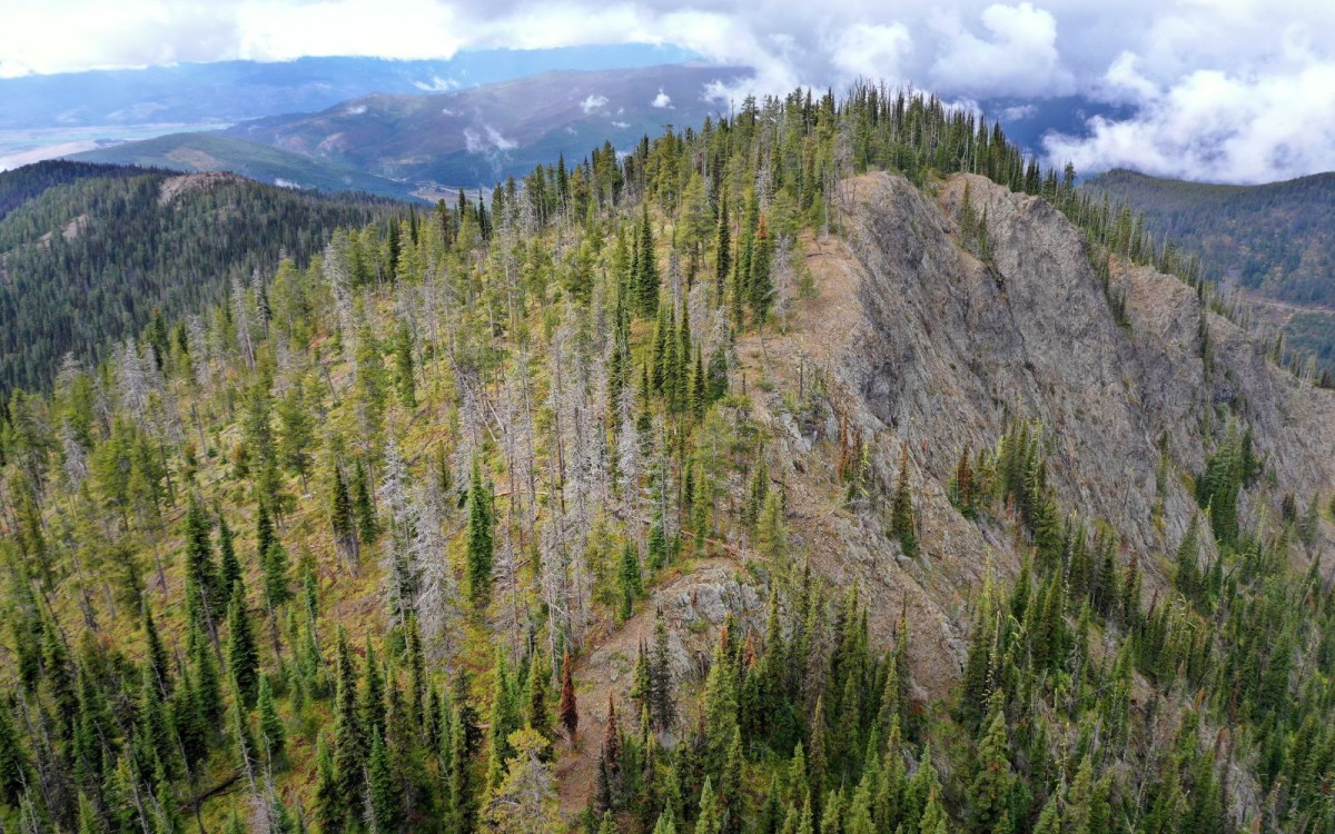 An aerial view of a mountainside dotted with trees, some green and some gray.