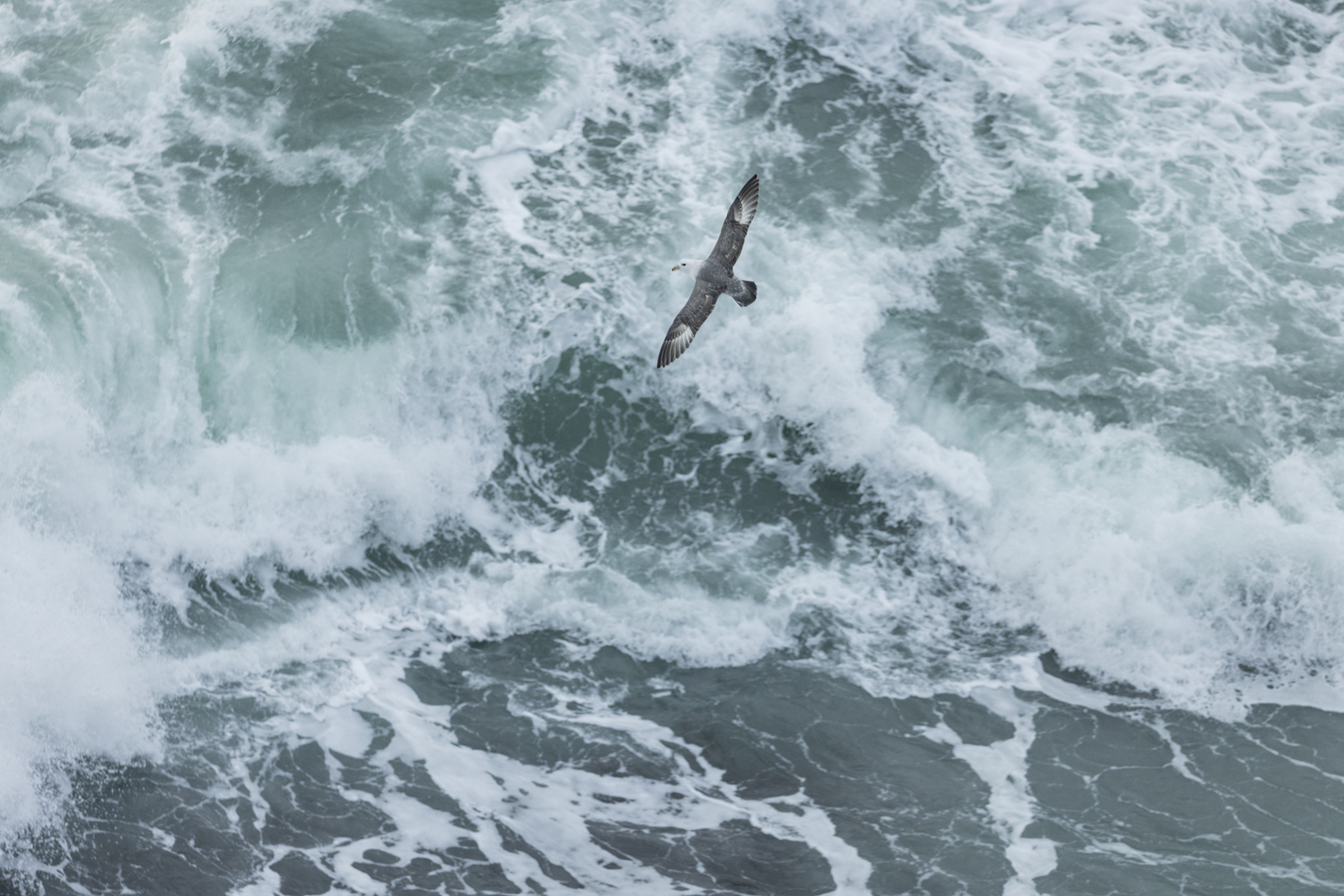 Above a roiling ocean, a Northern Fulmar bird with outstretched wings