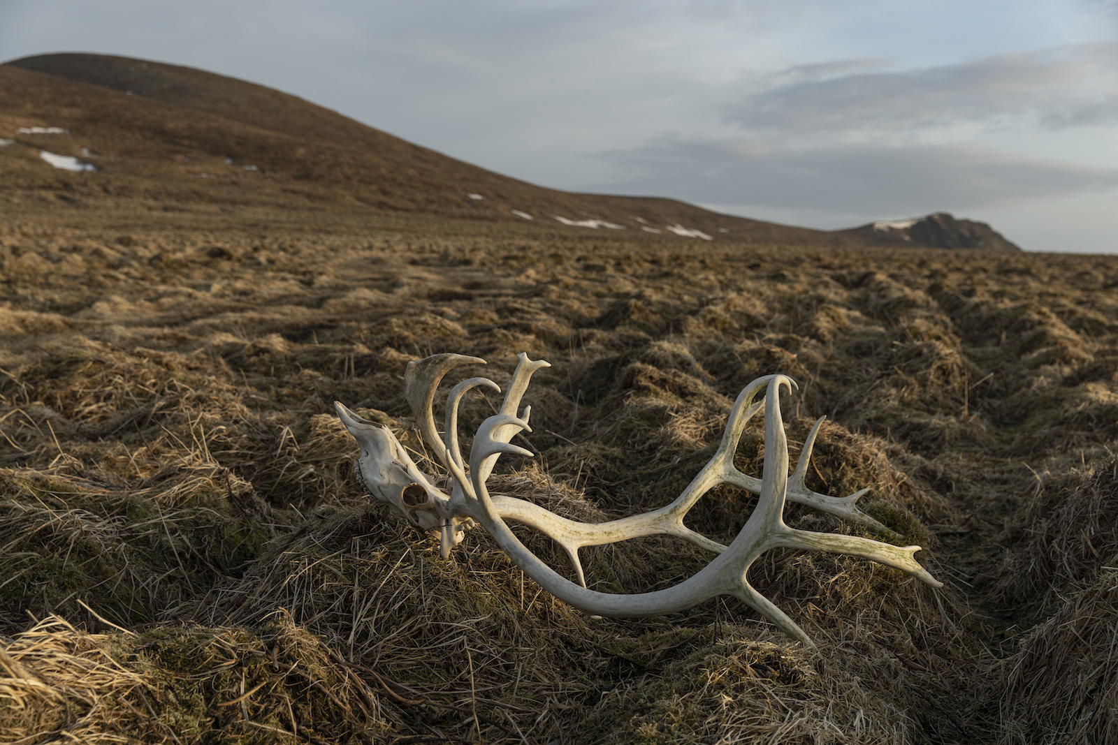 A shed reindeer antler