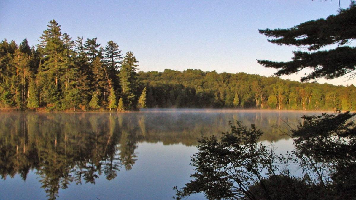 A view of a pristine forest on the edge of a lake.