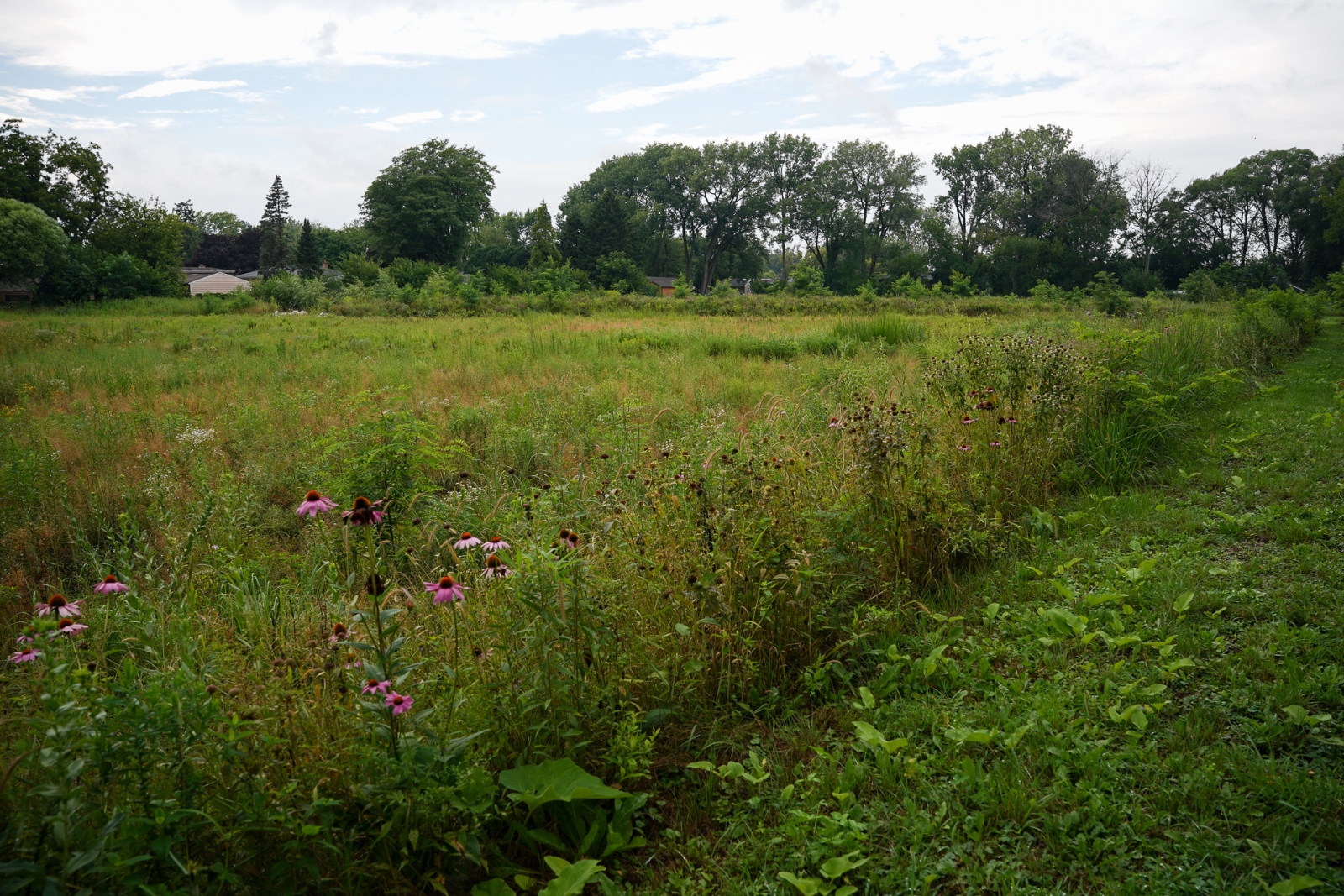 A green field lined by trees and filled with weeds and wildflowers.