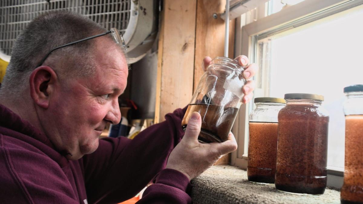 A bald man in a maroon sweatshirt examines dark-colored water in jars.