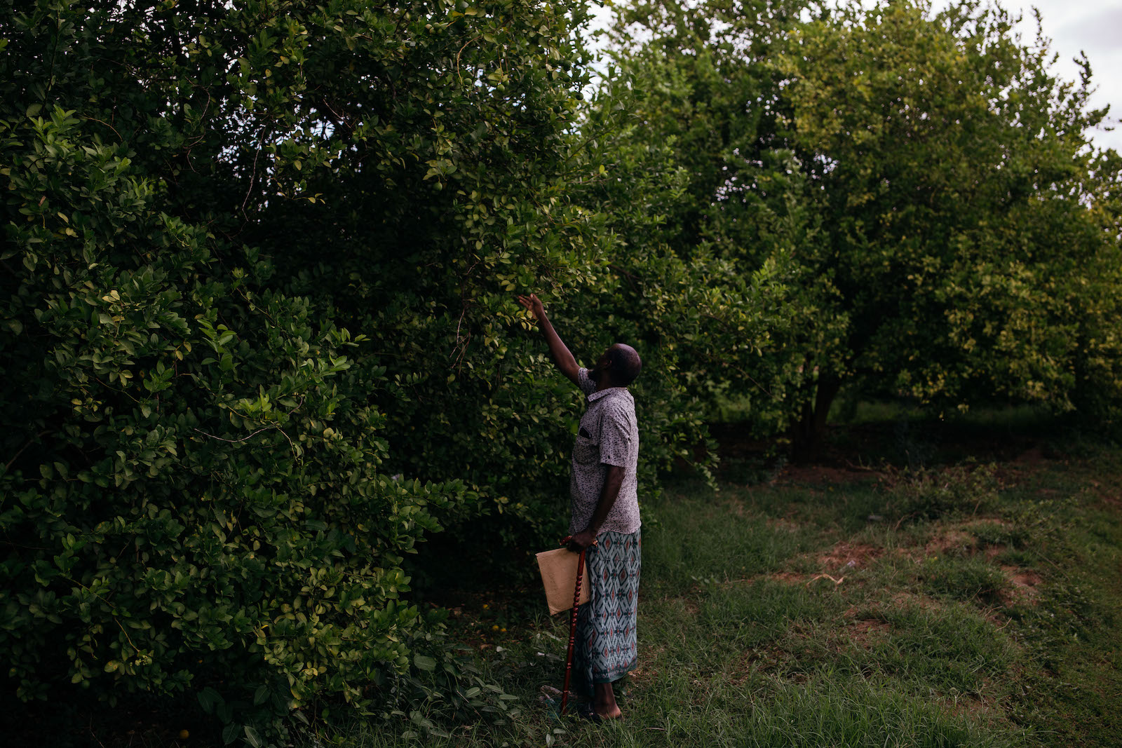 A man reaches up to touch a tree