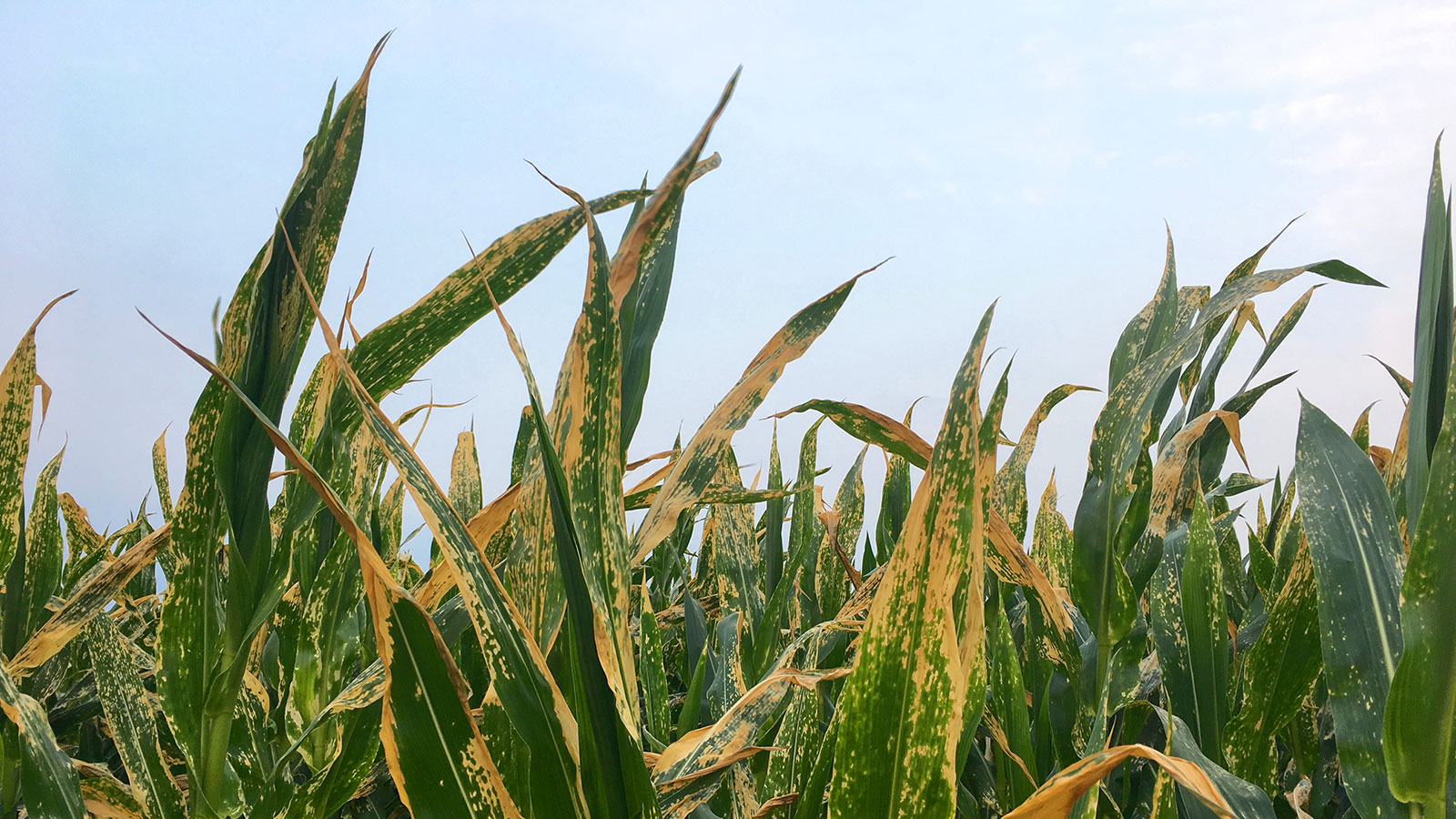 green corn leaves with yellow blight marks