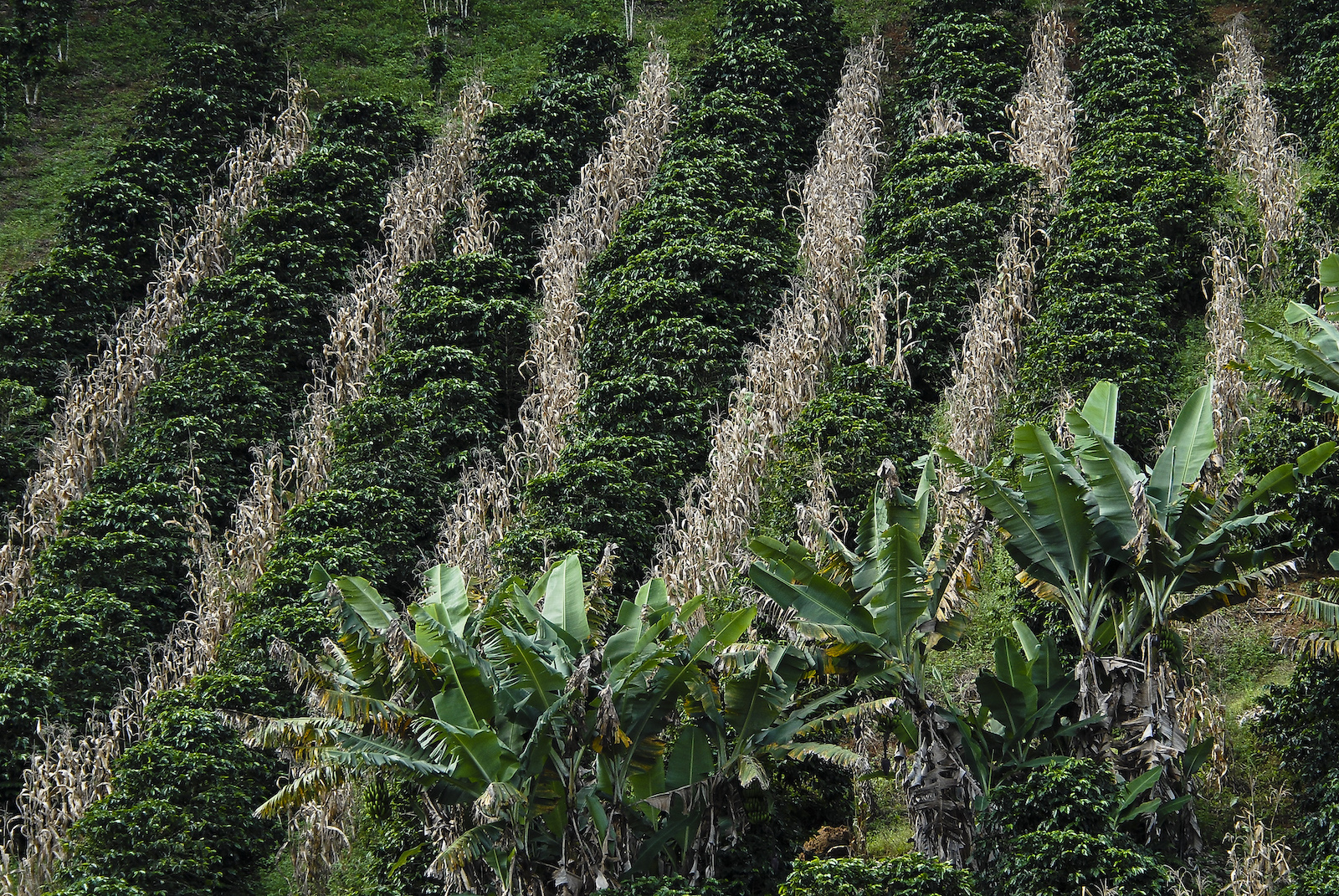 rows of corn alternated with rows of coffee