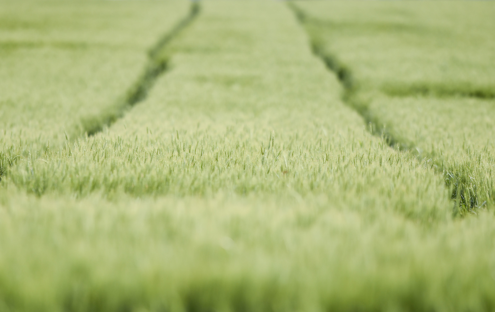 green fields of wheat