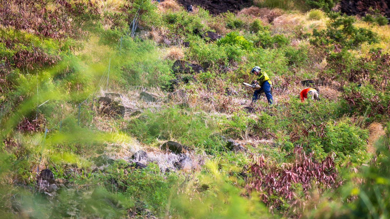 A man with a hard hat and a chainsaw on a hill.