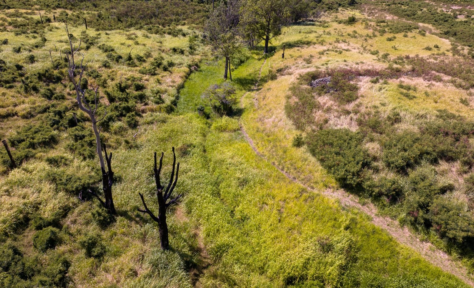 Burned trees on a lush green hill.