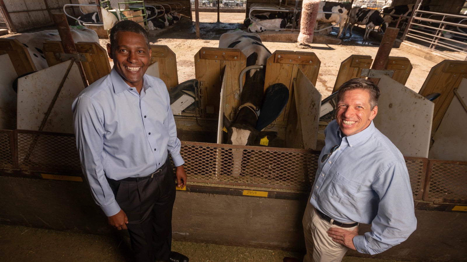 Two university researchers stand on either side of a dairy cow in a barn at the University of California-Davis.