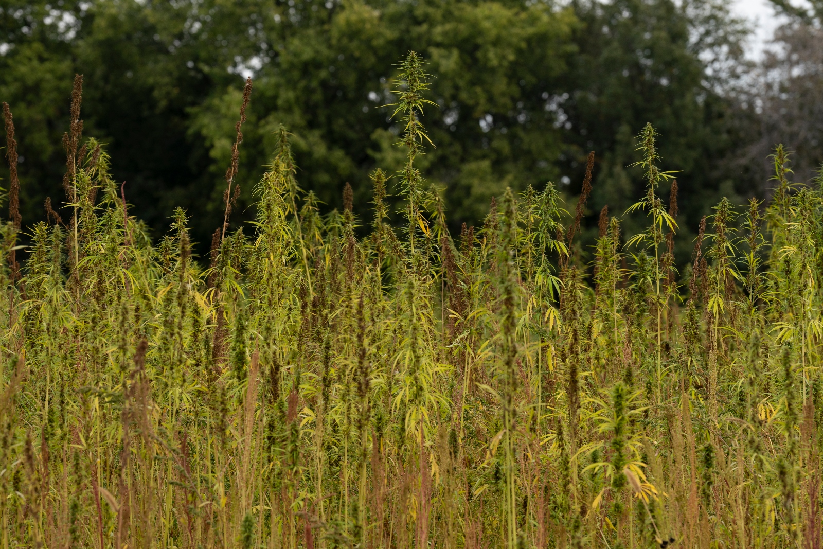 A hemp field on the Lower Sioux reservation