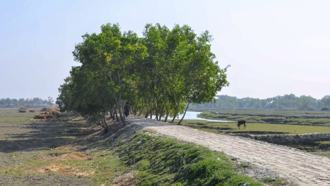 A dirt road runs between a patch of green trees in the countryside.