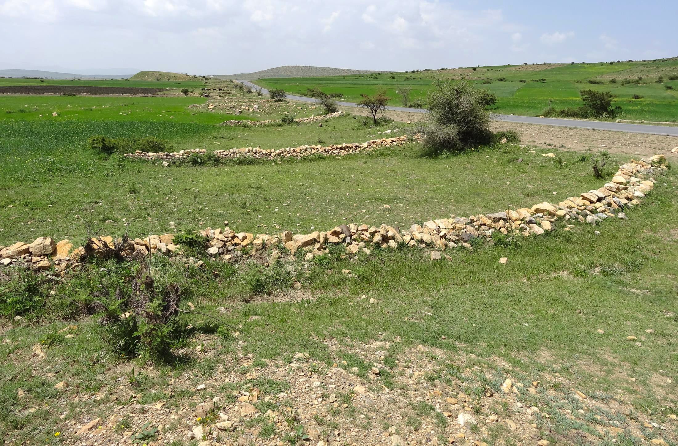 A long series of stone berms line a green field next to a road.