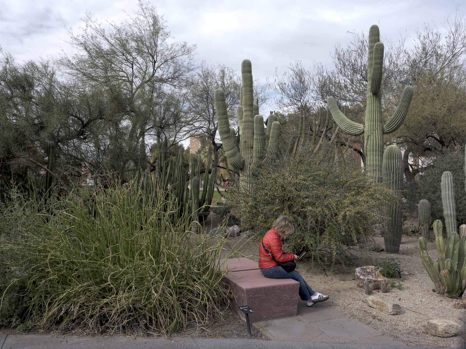 A person in a red jacket sits on a block near cacti. Her face is not visible.