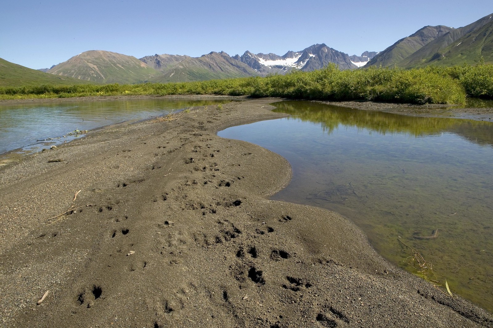 hoof prints in sand near water