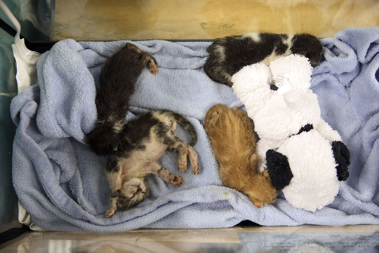 a pile of kittens on a towel tray