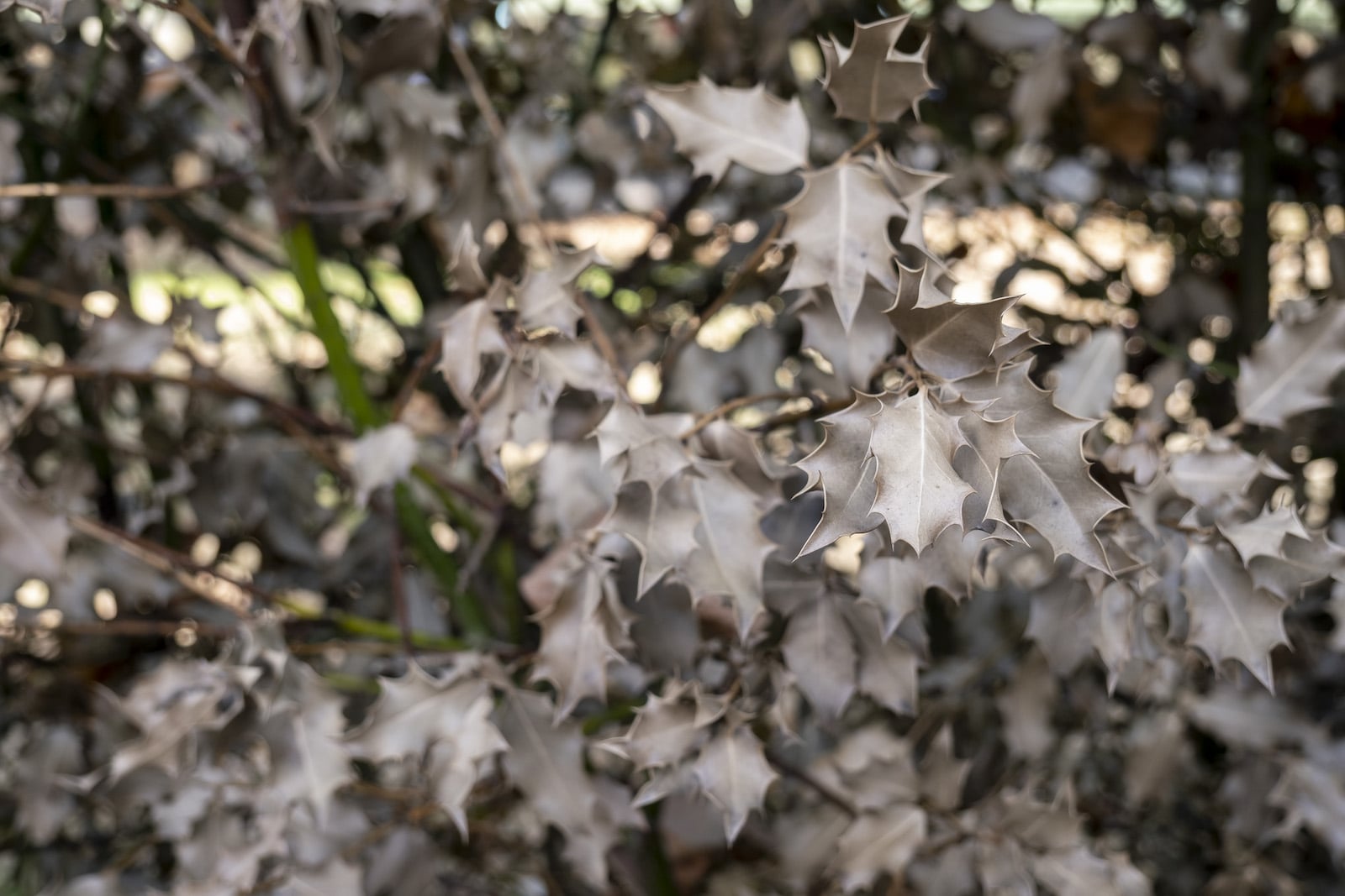 brown, dry leaves on a tree