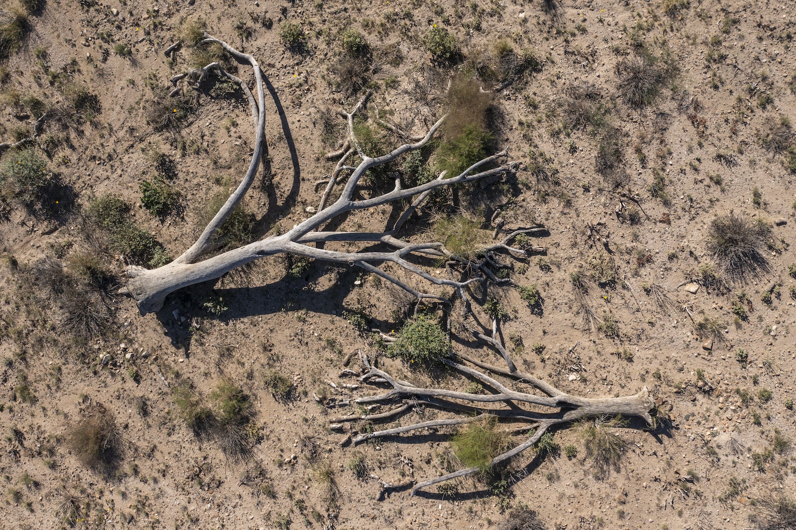 dead trees on dry ground