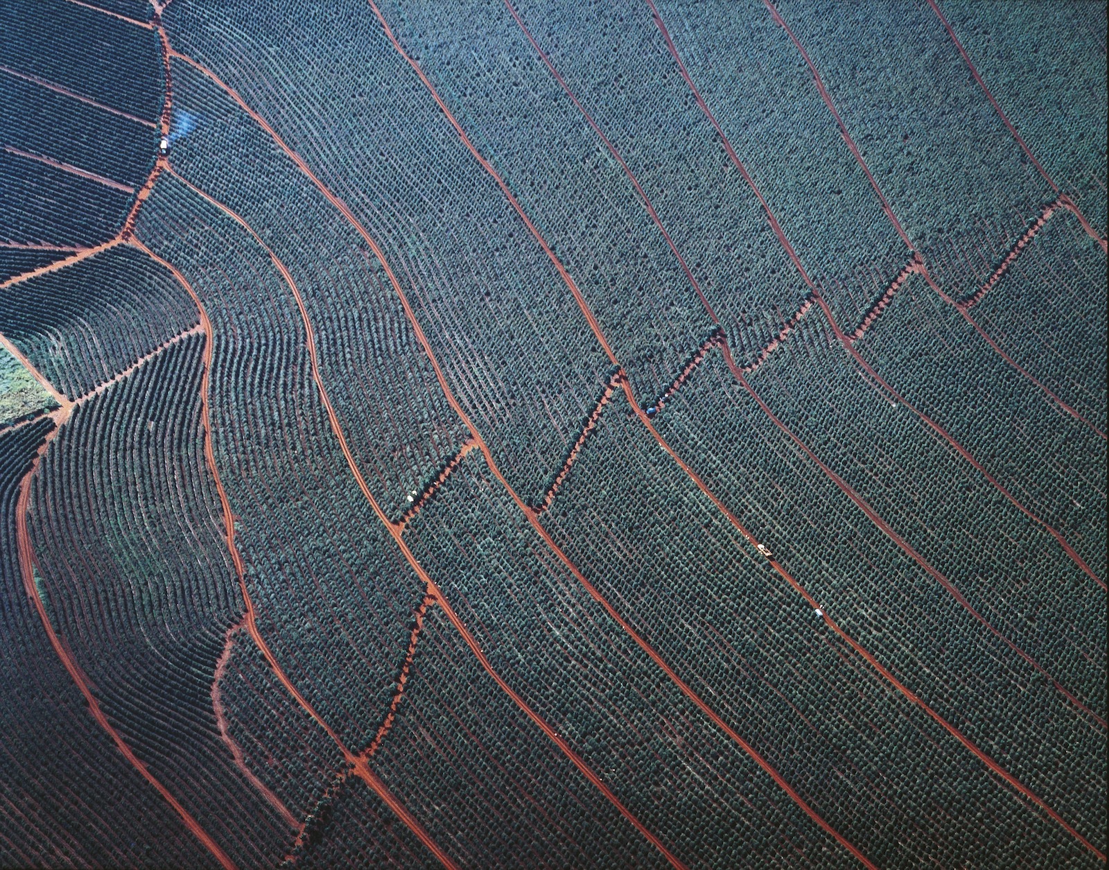 a large coffee plantation with rows of small green plants