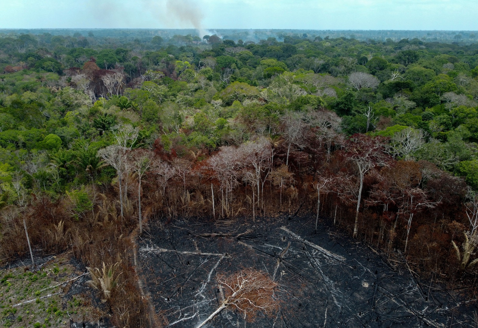 Rainforest with chopped down trees