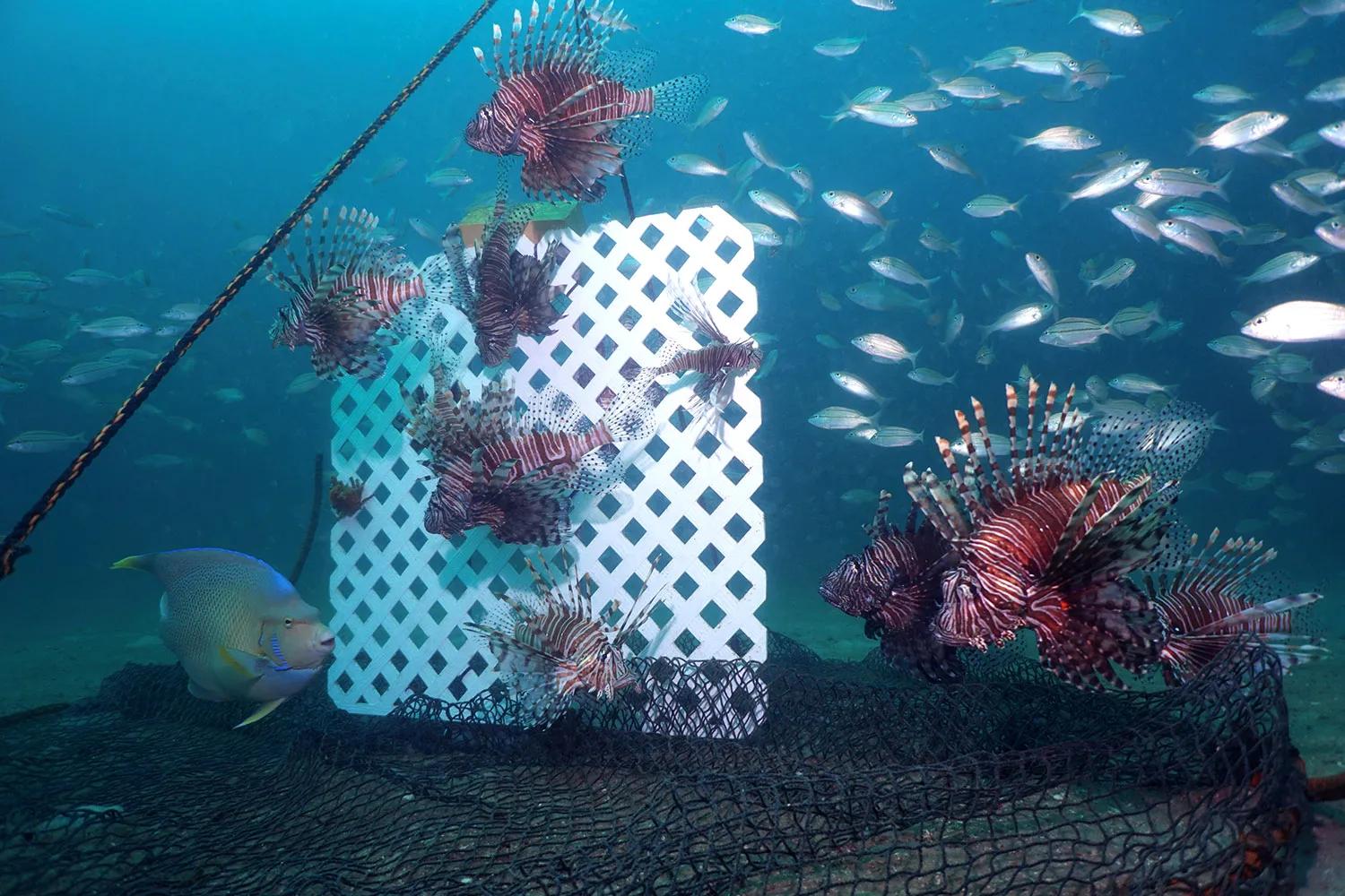 Several lionfish swim near fence-like trap