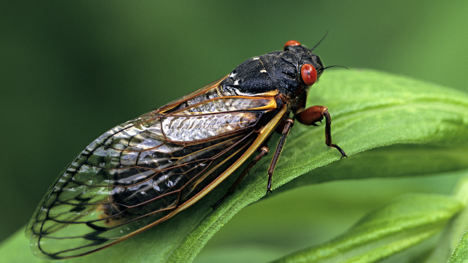 Black bug with gold leaves and red eyes on green leaf.