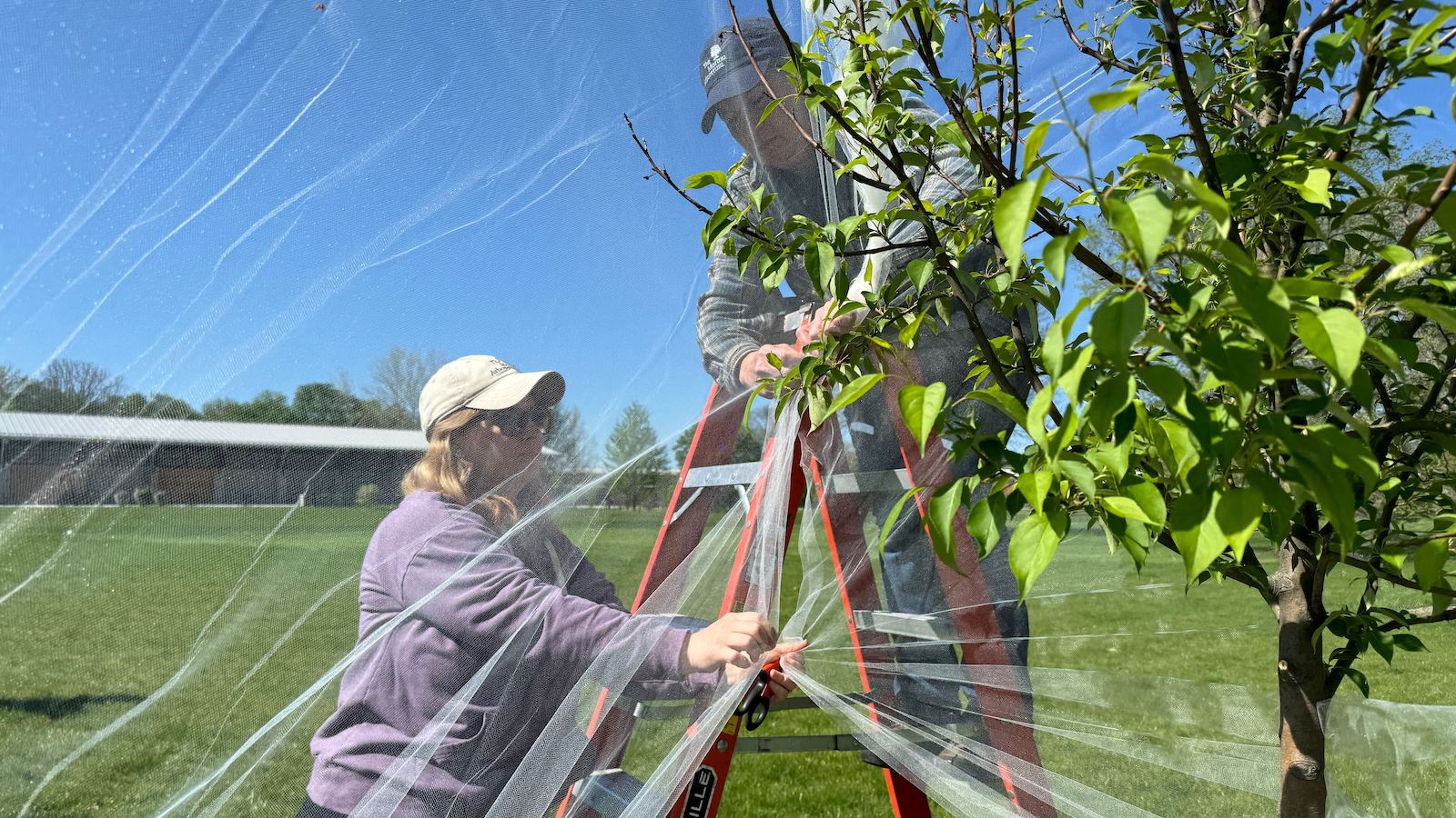 Two women in caps wrap sheer white tulle fabric around a young tree.