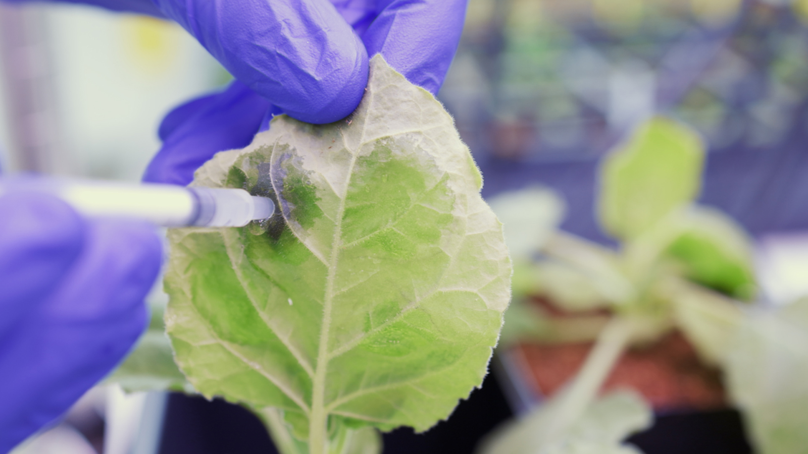 hands wearing purple gloves inject a liquid into a leaf