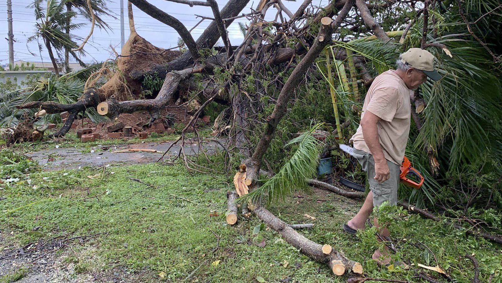 a man walks near a fallen tree and tangled branches