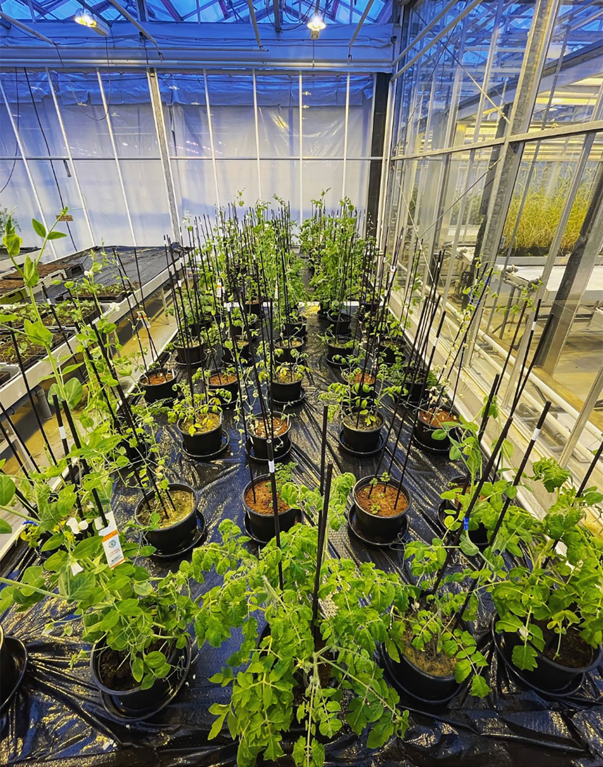 Tomato plants in pots in a greenhouse