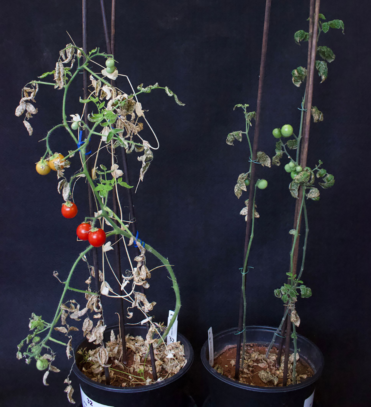 Tomato plants in pots