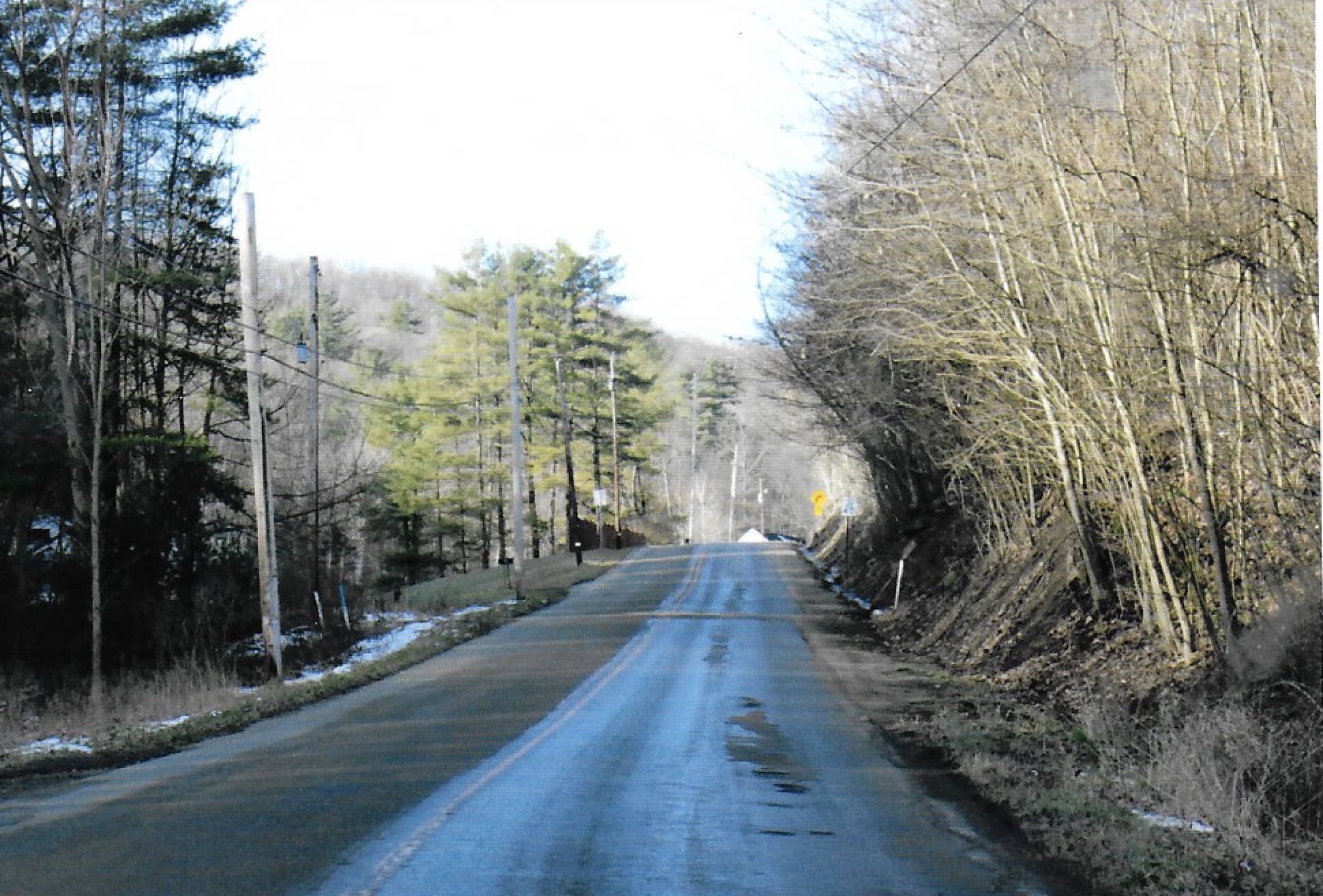 Road surrounded by trees