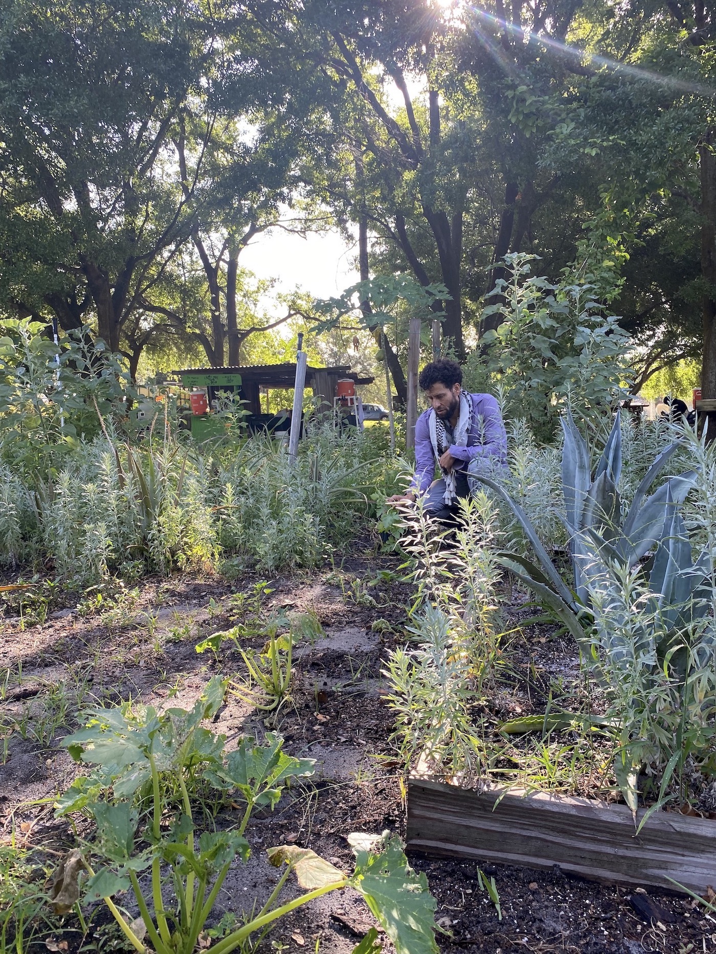 A man in a purple shirt kneels in a community garden