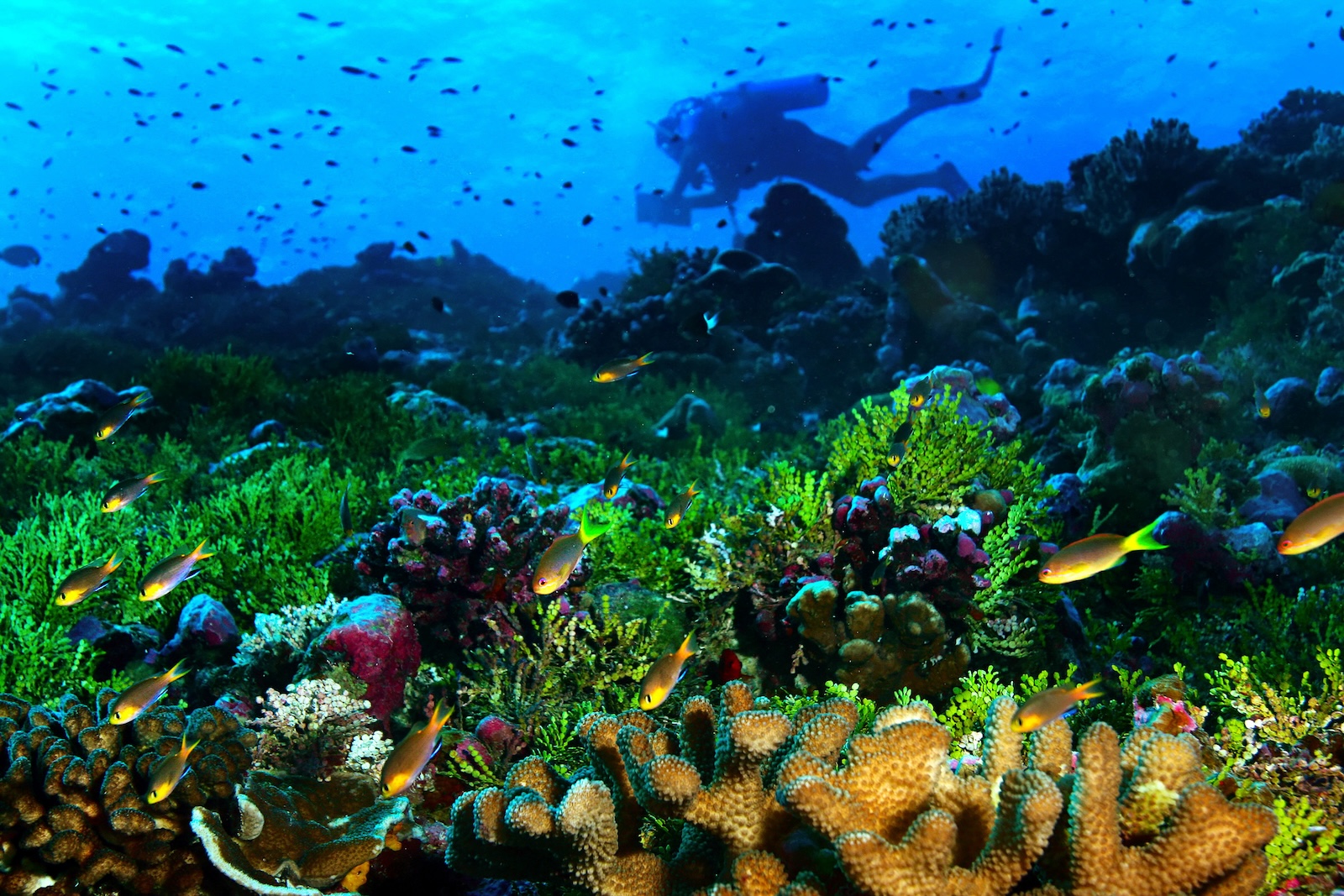 A researcher in scuba gear counts fish swimming around a coral reef at Palmyra Atoll in the central Pacific Ocean.