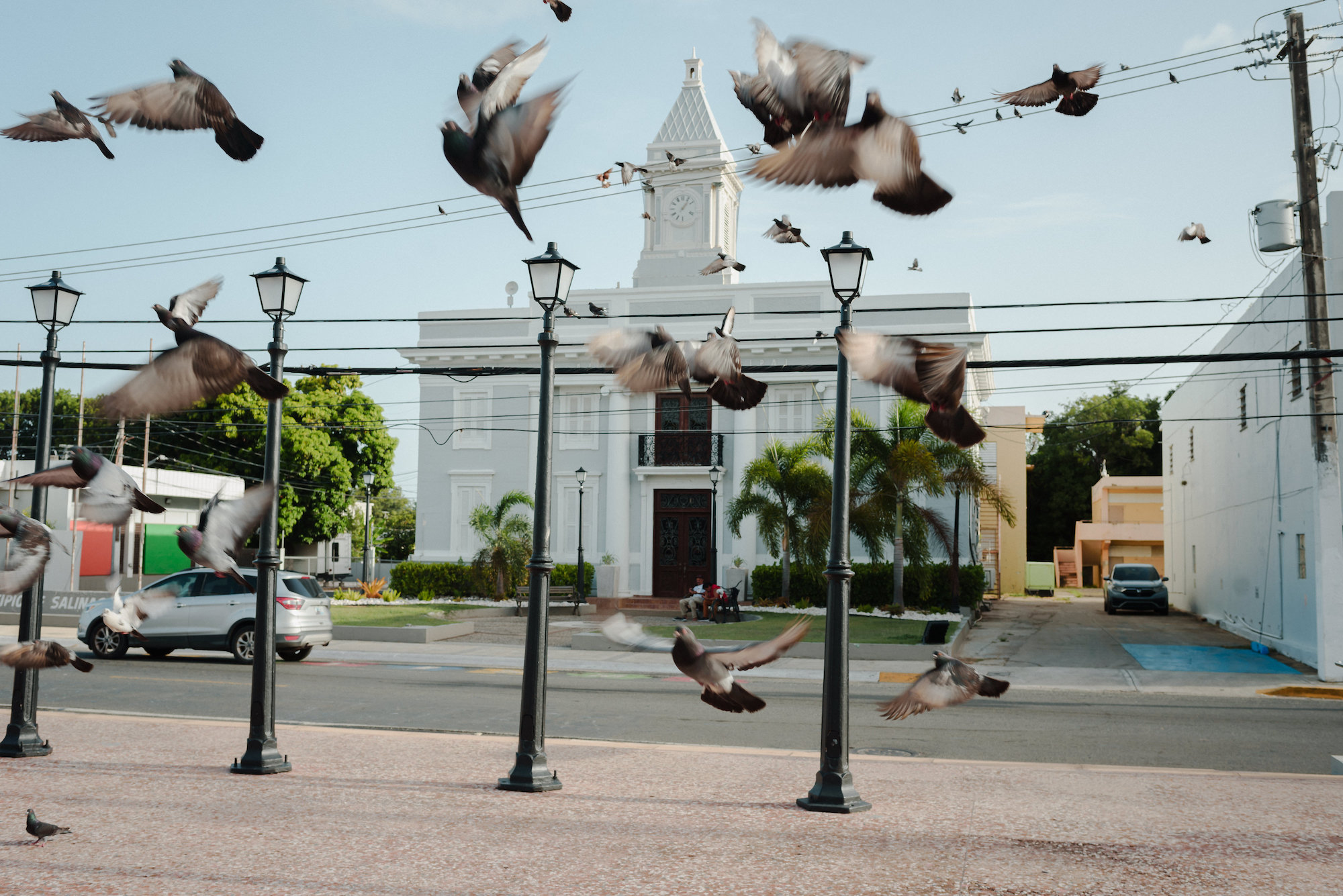 Birds fly past a white building in Salinas